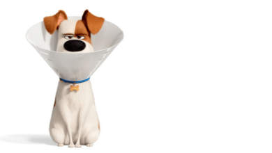 Pets 2: Mit Sky Ticket für nur 4,99 € (statt 9,99 €) streamen